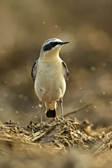 Northern wheatear (Oenanthe oenanthe) adult male in spring plumage feeding on dung