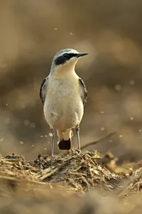 Farm Prints: Northern wheatear (Oenanthe oenanthe) adult male in spring plumage feeding on dung