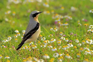 Chat Thrush Prints: Northern wheatear (Oenanthe oenanthe) Arcos de la Frontera, southern Spain. April