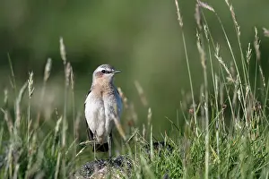 Shetland Prints: Northern wheatear (Oenanthe oenanthe) female