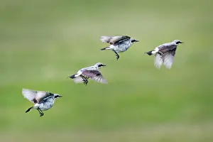 Composite Images Prints: Northern wheatear (Oenanthe oenanthe) in flight