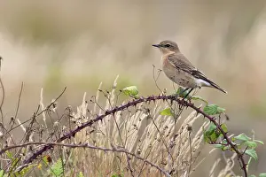 Songbird Prints: Northern wheatear (Oenanthe oenanthe) perched on bramble, Norfolk, England, UK. September