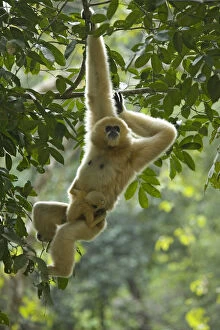 Animal Arms Gallery: Northern white cheeked gibbon (Nomascus leucogenys) female hanging from tree with