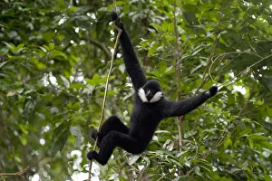 East Asia Prints: Northern white-cheeked gibbon (Nomascus leucogenys), adult male