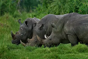Grazing Prints: Three Northern white rhinos (Ceratotherium simum cottoni) grazing on grassland