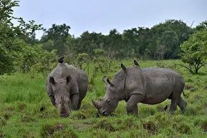Grazing Prints: Two Northern white rhinos (Ceratotherium simum cottoni) grazing on grassland