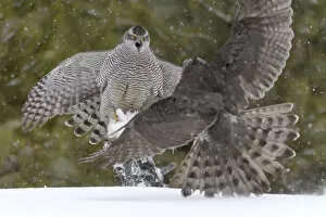 2018 October Highlights Gallery: Northerns (Accipiter gentilis) fighting over squirrel carcass, Finland, March.. March