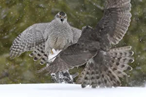 Northerns (Accipiter gentilis) fighting over squirrel carcass, Finland, March March