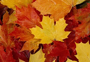Orange Gallery: Norway Maple (Acer platanoides) fallen leaves in autumn, Queen Elizabeth Forest Park