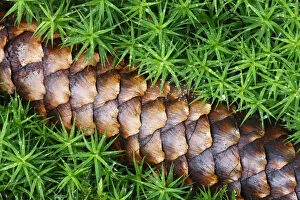 Images Dated 20th September 2008: Norway spruce (Picea abies) cone on moss, Brtnicky Hradek, Ceske Svycarsko / Bohemian