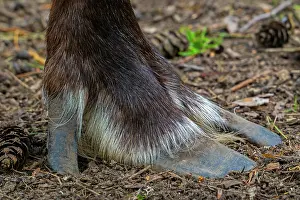 Reindeer Prints: Norwegian reindeer (Rangifer tarandus tarandus) close-up of wide cloven hoof with two toes and dewclaw