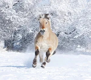 Norwejian Fjord stallion running in the snow, Berthoud, Colorado, USA