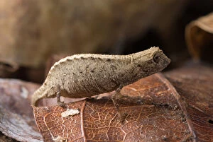 Nosy Be Pygmy Leaf Chameleon (Brookesia minima) female, worlds smallest reptile