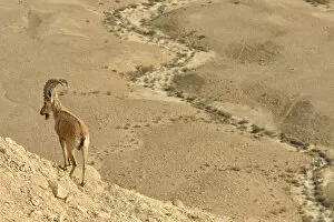 2021 February Highlights Gallery: Nubian ibex (Capra nubiana), male standing in dry environment, Negev desert, Israel