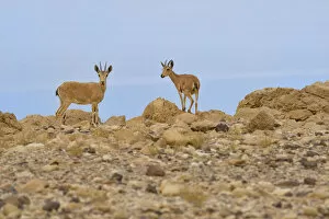 Nubian ibex (Capra nubiana), young females standing on rocks, Dead Sea, Israel, May