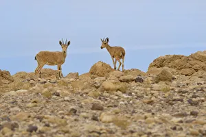 Middle East Prints: Nubian ibex (Capra nubiana), young females standing on rocks, Dead Sea, Israel, May