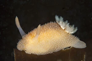 Marine Life of the Channel Islands by Sue Daly Gallery: Nudibranch (Acanthodoris pilosa) Pavlaison, Sark, British Channel Islands