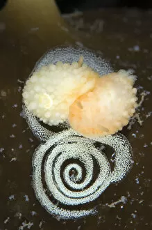 Nudibranch (Adalaria proxima) egg laying, Moere coastline, Norway, February 2009