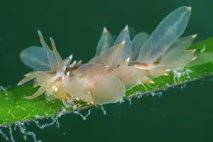 Alismatales Prints: Nudibranch (Amphorina farrani) feeding on a frond of Common eelgrass (Zostera marina)