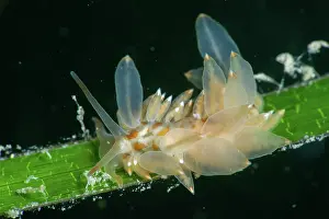 Alismatales Prints: Nudibranch (Amphorina farrani) feeding on a frond of Common eelgrass (Zostera marina)