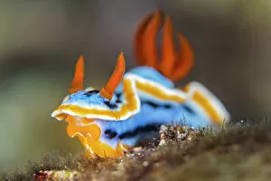 January 2023 Highlights Gallery: Nudibranch (Chromodoris annae) on a coral reef, Bitung, North Sulawesi, Indonesia, Molucca Sea