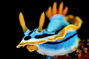 Gastropoda Prints: Nudibranch (Chromodoris annae) portrait