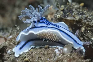 2019 September Highlights Gallery: Nudibranch (Chromodoris willani) with a scale worm. Lembeh Strait, North Sulawesi, Indonesia