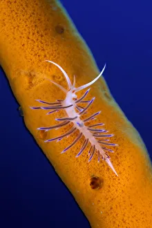 Blue Background Prints: Nudibranch (Cratena peregrina) on a sponge, Ist Island, Croatia, Adriatic Sea