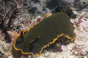 Nudibranch (Dendrodoris limbata) Jersey, British Channel Islands, June