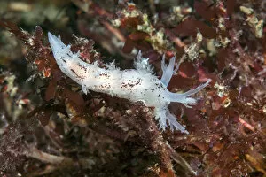 Images Dated 4th August 2014: Nudibranch (Dendronotus frondosus) Isle of Man, July