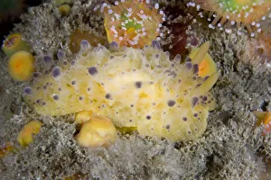 North Atlantic Prints: Nudibranch (Doris sticta). Channel Islands, UK, August