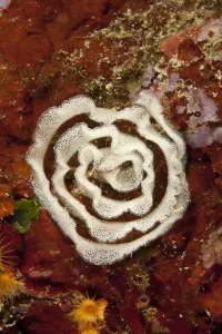 Patterns Prints: Nudibranch eggs, Larvotto Marine Reserve, Monaco, Mediterranean Sea, July 2009