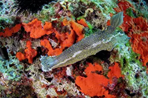 Croatia Prints: Nudibranch (Felimare picta) on a reef, Vis Island, Croatia, Adriatic Sea