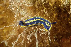 Italy Prints: Nudibranch (Felimare tricolor) portrait