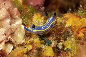 Italy Prints: Nudibranch (Felimare tricolor) portrait