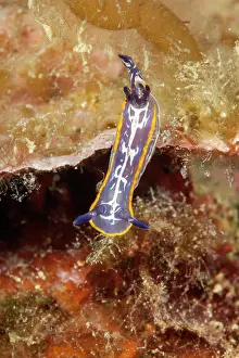 Italy Prints: Nudibranch (Felimare villafranca) portrait