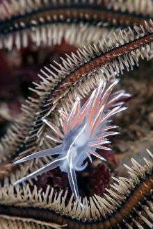 Iridescent Collection: Nudibranch (Fjordia lineata) crawling amongst the legs of a Black brittlestar