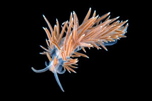 Images Dated 13th March 2013: Nudibranch (Flabellina lineata) photographed in the field aquarium, Gulen, Norway