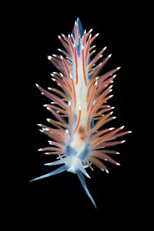 Antennae Gallery: Nudibranch (Flabellina nobilis) photographed in the field aquarium in Gulen, Norway