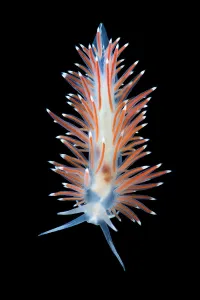Black Background Prints: Nudibranch (Flabellina nobilis) photographed in the field aquarium in Gulen, Norway