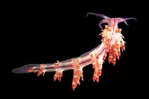 Nudibranch {Flabellina rubrolineata} Lembeh Strait, Indonesia