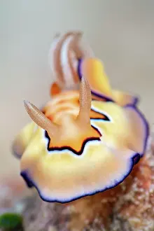 Misool Prints: Nudibranch (Goniobranchus coi) on a coral reef