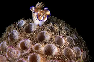Demospongiae Prints: Nudibranch (Hypselodoris tryoni) on a Sponge (Cinachyra sp)