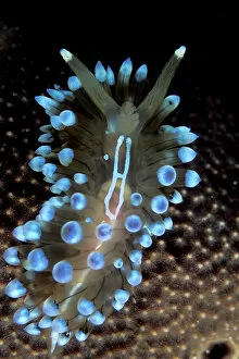 Moving Gallery: Nudibranch (Janolus cristatus) Vela Luka, Korcula Island, Croatia, Adriatic Sea