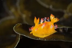 Nudibranch (Kaloplocamus acutus) Bluff Island, Hong Kong UNESCO Global Geopark, Hong Kong Nudibranch (Kaloplocamus acutus) Bluff Island, Hong Kong UNESCO Global Geopark, Hong Kong
