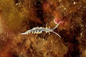 Italy Prints: Nudibranch (Luisella babai) portrait, Ventimiglia, Italy, Ligurian Sea, Mediterranean Sea