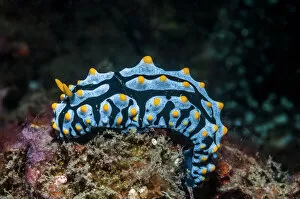 Images Dated 15th December 2016: Nudibranch (Phyllidia marindica), Lembeh Strait, North Sulawesi, Indonesia. December