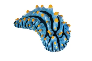 Nudibranch Prints: Nudibranch (Phyllidia varicosa) portrait on white background