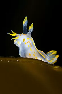 Images Dated 30th June 2011: Nudibranch (Polycera quadrilineata) portrait on a kelp frond, Island of Coll, Inner Hebrides