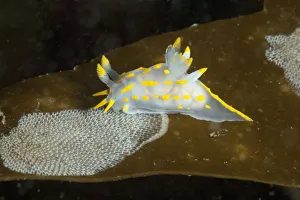 Nudibranch Prints: Nudibranch (Polycera quadrilineata) feeding on bryozoan Sea mat (Membranipora membranacea)